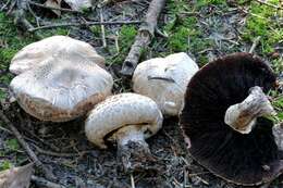 Imagem de Agaricus subfloccosus (J. E. Lange) Hlaváček 1951