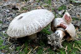 Imagem de Agaricus subfloccosus (J. E. Lange) Hlaváček 1951