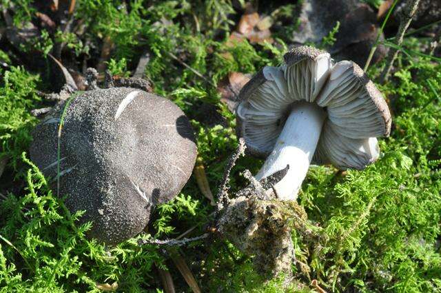 Imagem de Tricholoma terreum (Schaeff.) P. Kumm. 1871