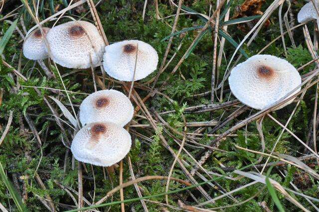 Image de Lepiota