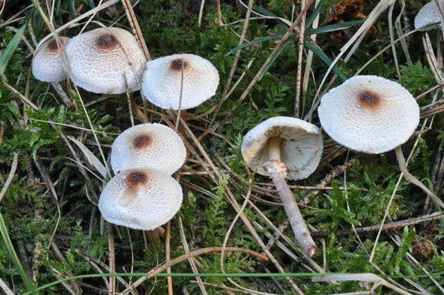 Слика од Lepiota