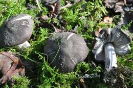 Image of Grey Agaric