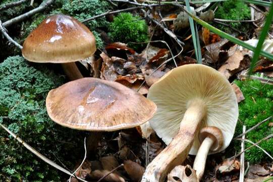 Image of Tricholoma fulvum (DC.) Bigeard & H. Guill. 1909