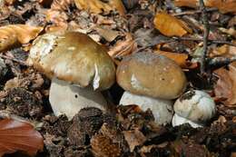 Image of boletes