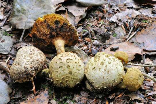 Image of Pseudoboletus