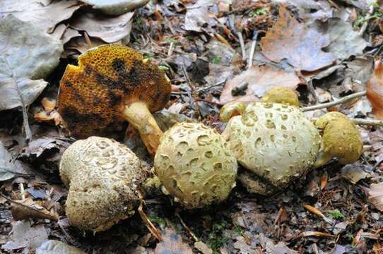 Image of Pseudoboletus