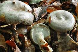 Image of Milk Cap Mushrooms