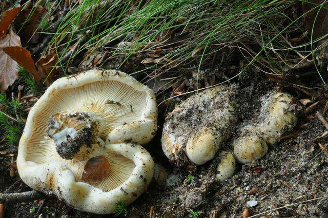 Lactarius resmi