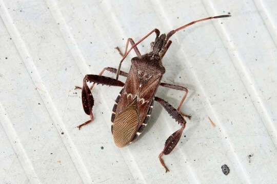 Image of Leaf-footed Pine Seed Bug