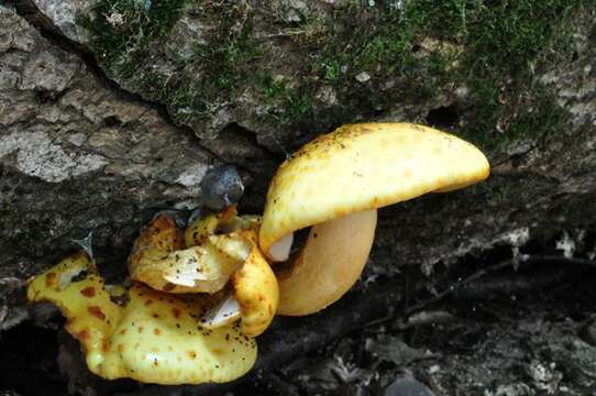 Pholiota resmi