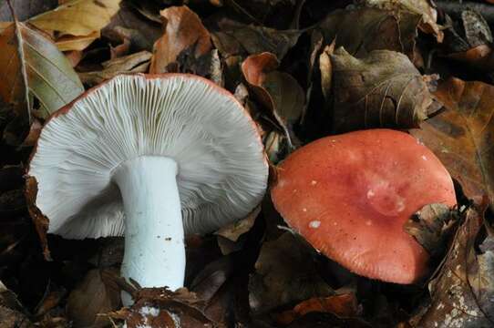 Image of Russula emetica (Schaeff.) Pers. 1796