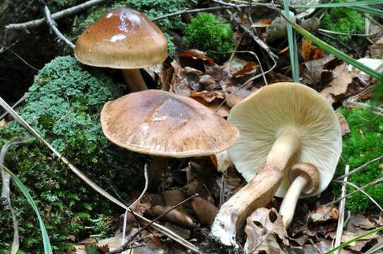 Image of Tricholoma fulvum (DC.) Bigeard & H. Guill. 1909