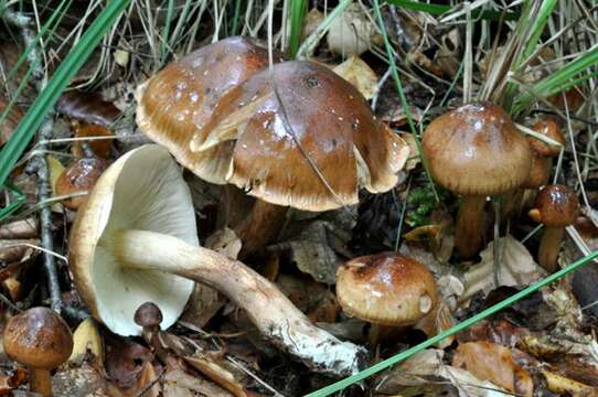 Image of Tricholoma fulvum (DC.) Bigeard & H. Guill. 1909