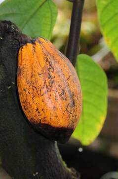 Image of Cacao Tree