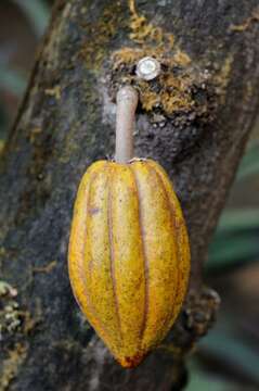 Image of Cacao Tree