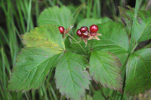 Rubus saxatilis L. resmi