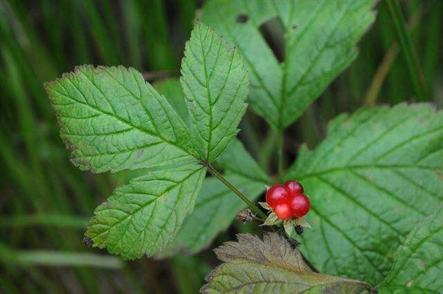 Rubus saxatilis L. resmi