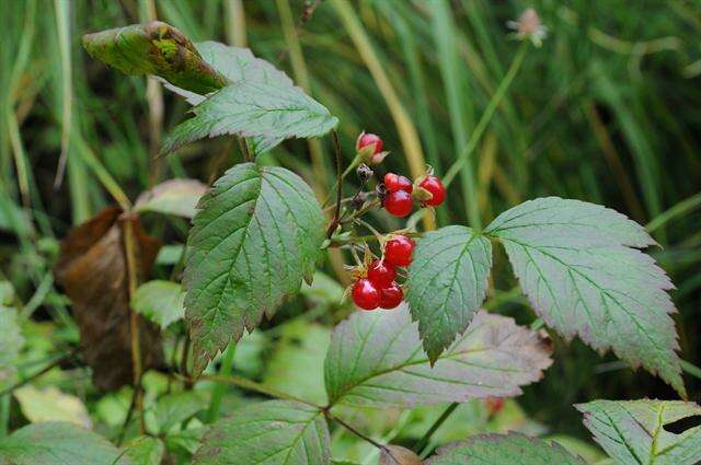 Image of Stone Bramble