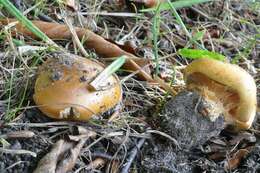 Image of Cortinarius olearioides Rob. Henry 1987