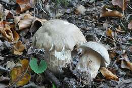 Image of summer cep