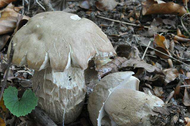 Imagem de Boletus reticulatus Schaeff. 1774