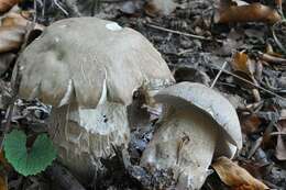 Слика од Boletus reticulatus Schaeff. 1774