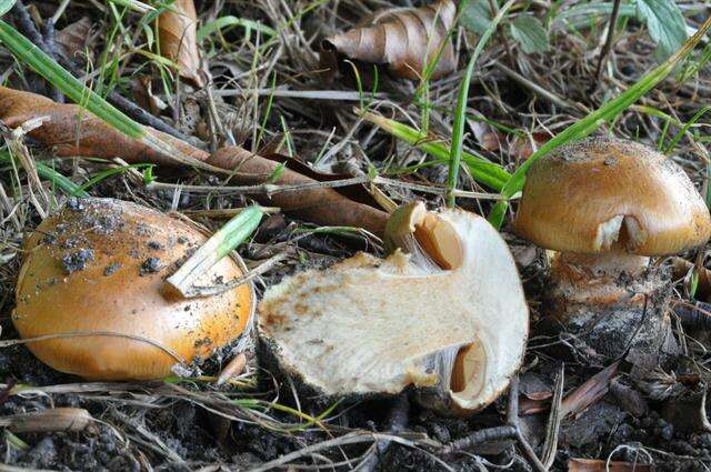 Image of Cortinarius olearioides Rob. Henry 1987