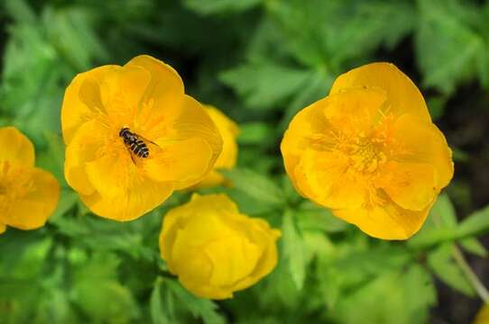 Image de Trollius altaicus C. A. Mey.