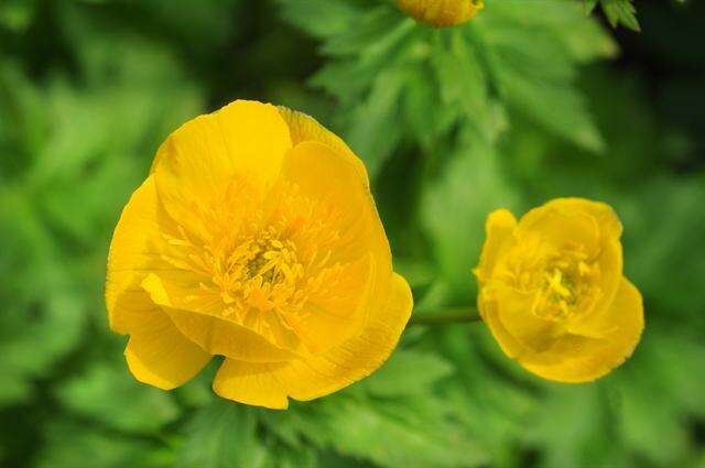 Image de Trollius altaicus C. A. Mey.