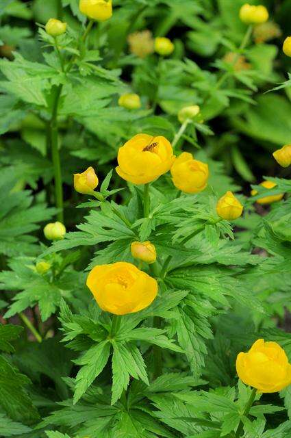 Image de Trollius altaicus C. A. Mey.