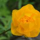 Image of Trollius vicarius Siplivinskii