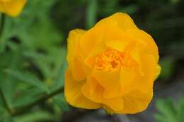 Trollius vicarius Siplivinskii resmi