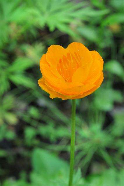 Trollius vicarius Siplivinskii resmi