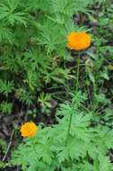 Trollius vicarius Siplivinskii resmi