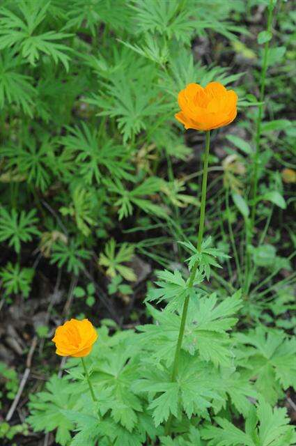 Trollius vicarius Siplivinskii resmi