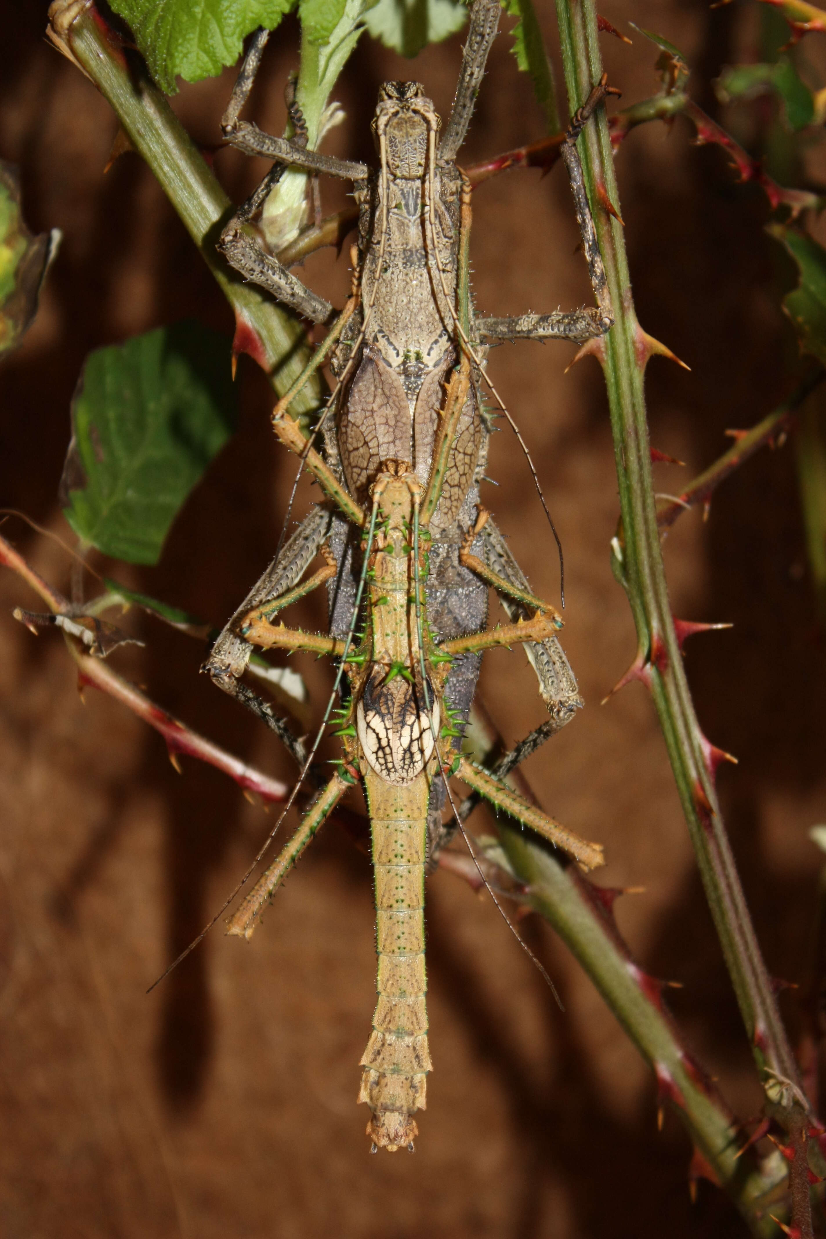 Image of Haaniella saussurei Kirby 1904