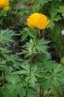 Trollius ircuticus Siplivinskii resmi