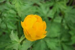 Image of Trollius ircuticus Siplivinskii