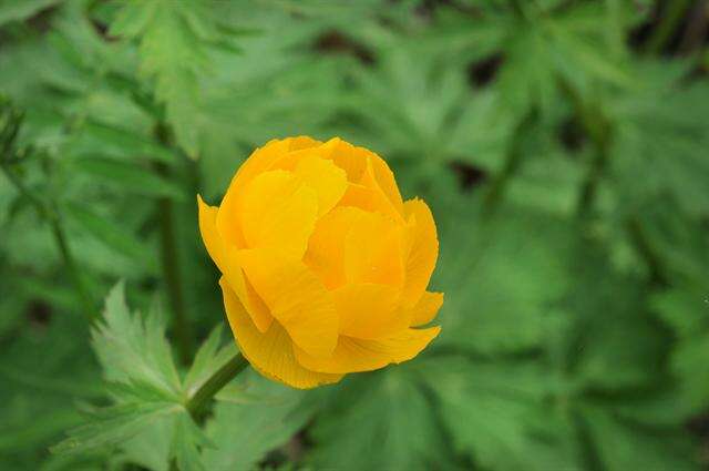 Image of Trollius ircuticus Siplivinskii