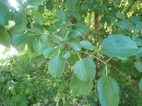 Image of common buckthorn