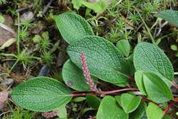 Image of netleaf willow