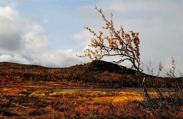 Image of northern birch