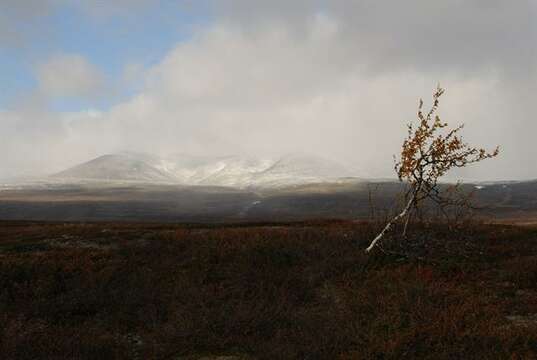 Image of northern birch