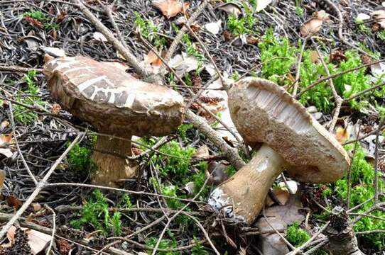 Imagem de Tylopilus