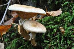 Image de <i>Armillaria lutea</i>