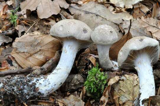 Cortinarius lebretonii Quél. 1880的圖片