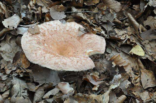 Image of Milk Cap Mushrooms