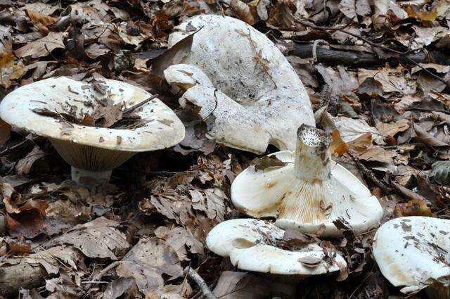 Lactarius resmi