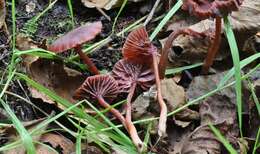 Image of Laccaria purpureobadia D. A. Reid 1966