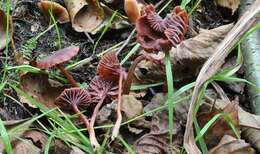 Image of Laccaria purpureobadia D. A. Reid 1966